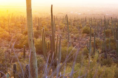 Büyük Saguaro kaktüsü bir dağda, Arizona, ABD