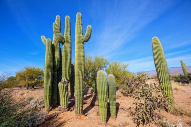 Büyük Saguaro kaktüsü bir dağda, Arizona, ABD