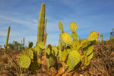 Büyük Saguaro kaktüsü bir dağda, Arizona, ABD