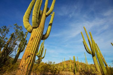 Büyük Saguaro kaktüsü bir dağda, Arizona, ABD