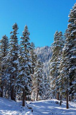 Kış mevsiminde karla kaplı orman manzarası. Noel arkaplanı için iyi.