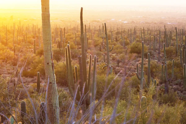 Grand Cactus Saguaro Dans Une Montagne Arizona Usa — Photo