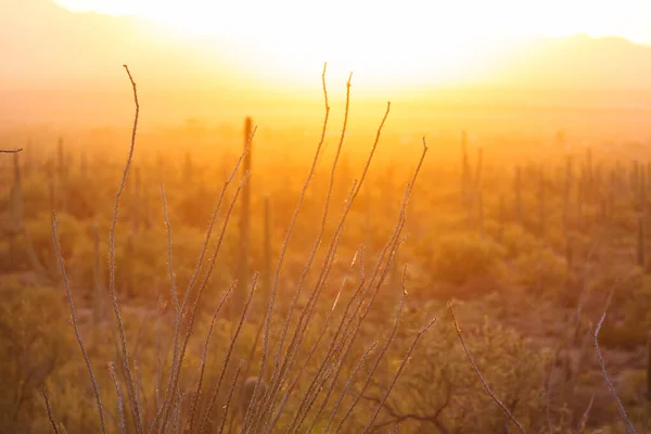 Big Saguaro Cactus Een Bergen Arizona Verenigde Staten — Stockfoto