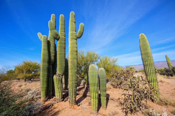 Grand Cactus Saguaro Dans Une Montagne Arizona Usa — Photo