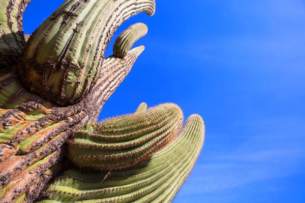 página para colorir com cactos florescendo no deserto do arizona