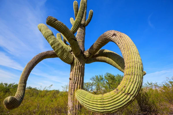 Büyük Saguaro Kaktüsü Bir Dağda Arizona Abd — Stok fotoğraf