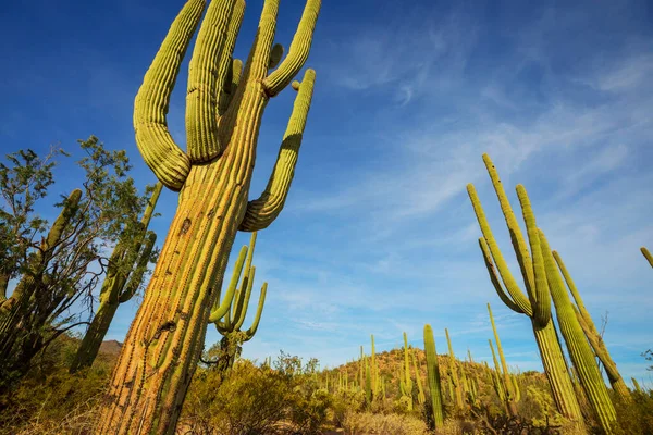 Gran Cactus Saguaro Una Montaña Arizona — Foto de Stock