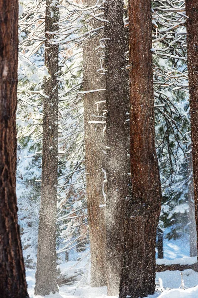 Bosque Cubierto Nieve Escénica Temporada Invierno Bueno Para Fondo Navidad — Foto de Stock