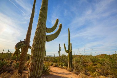 Büyük Saguaro kaktüsü bir dağda, Arizona, ABD