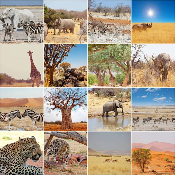 Tourist Attraction African Safari Namibia — Stock Photo, Image