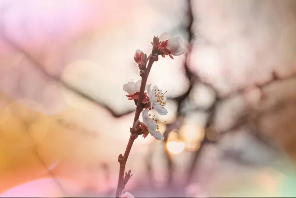 Bahar Bahçesinde Çiçek Açan Ağaç Güzel Bahar Doğal Arka Plan — Stok fotoğraf