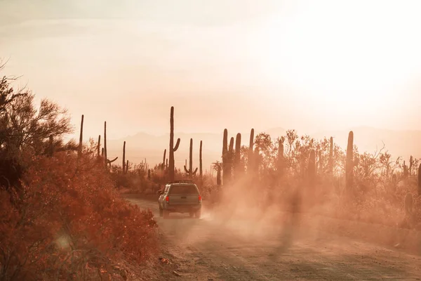 Büyük Saguaro Kaktüsü Bir Dağda Arizona Abd — Stok fotoğraf