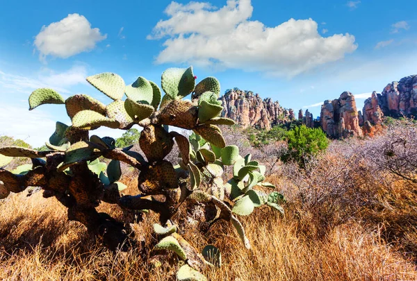 Cactus Fields Mexico Baja California — Stock Photo, Image