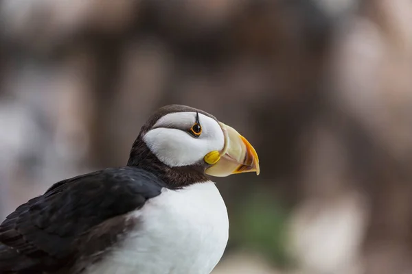 Puffin Com Chifres Fratercula Corniculata Close Shot — Fotografia de Stock