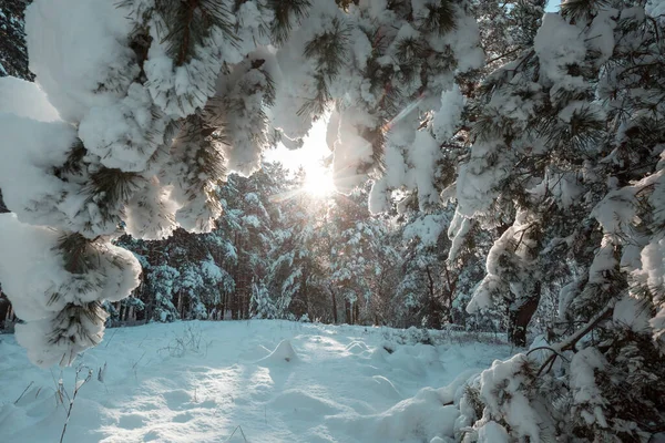 Natursköna Snötäckta Skogar Vintersäsongen Bra För Jul Bakgrund — Stockfoto