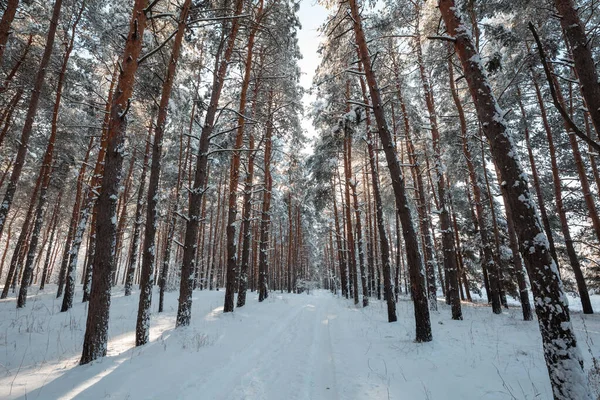 Forêt Couverte Neige Hiver Bon Pour Fond Noël — Photo