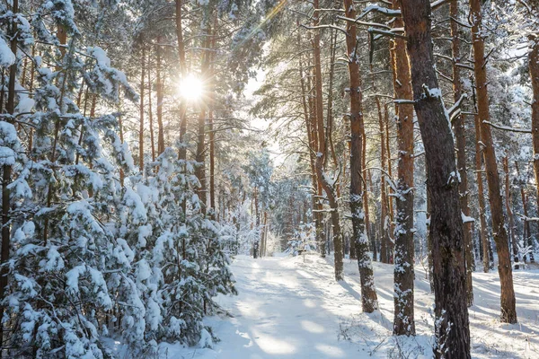 Forêt Couverte Neige Hiver Bon Pour Fond Noël — Photo