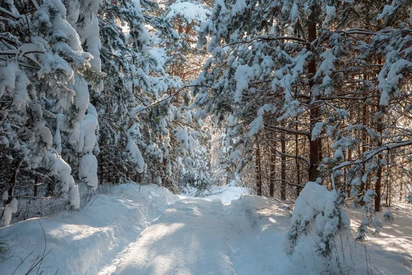 Forêt Couverte Neige Hiver Bon Pour Fond Noël — Photo