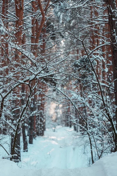 冬の季節には雪に覆われた森 クリスマスの背景に良い — ストック写真