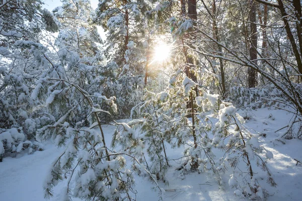 Kış Mevsiminde Karla Kaplı Orman Manzarası Noel Arkaplanı Için Iyi — Stok fotoğraf