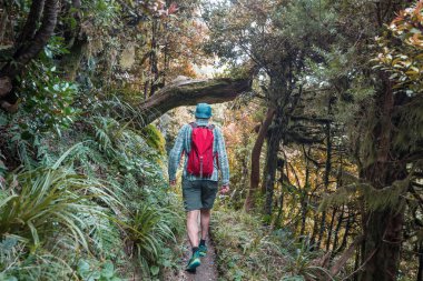 Hawaii adasında ormanda yürüyüş.