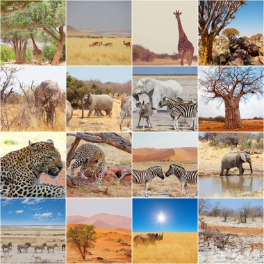Namibya 'da Afrika safarisinde turistik ilgi