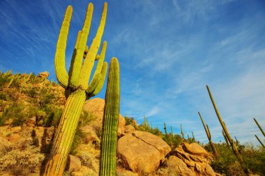 Büyük Saguaro kaktüsü bir dağda, Arizona, ABD