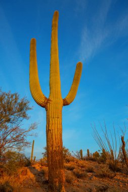 Büyük Saguaro kaktüsü bir dağda, Arizona, ABD