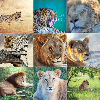 Vahşi aslanlar ve leopar koleksiyonu 