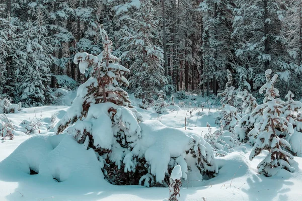 Cime Innevate Panoramiche Inverno Nel Parco Nazionale Del Ghiacciaio Montana — Foto Stock