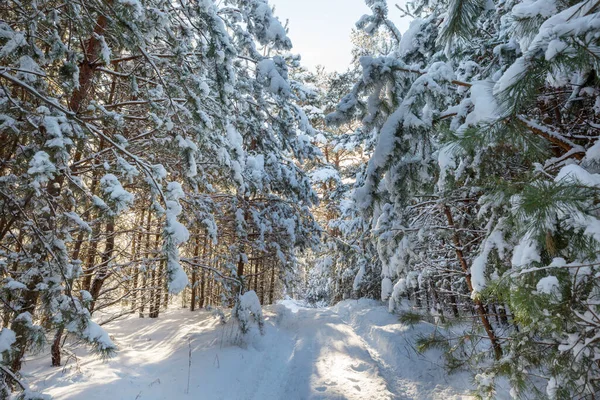 Floresta Coberta Neve Cênica Temporada Inverno Bom Para Fundo Natal — Fotografia de Stock