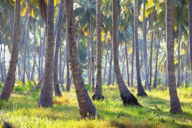 Tropikal adada palmiye fidanı