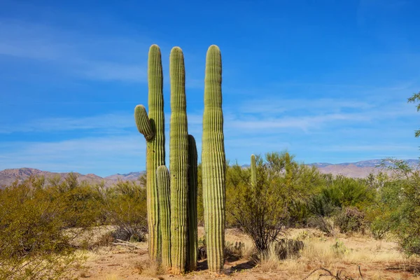 Büyük Saguaro kaktüsü bir dağda, Arizona, ABD