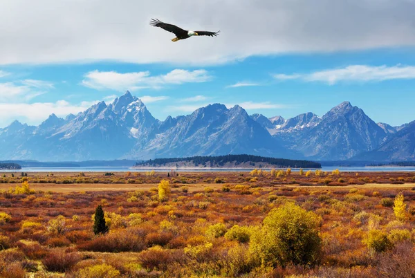 Águila Voladora Sobre Parque Nacional Grand Teton Wyoming — Foto de Stock