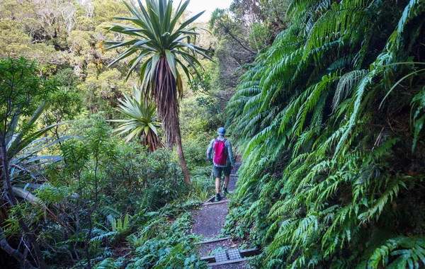 Hawaii adasında ormanda yürüyüş.