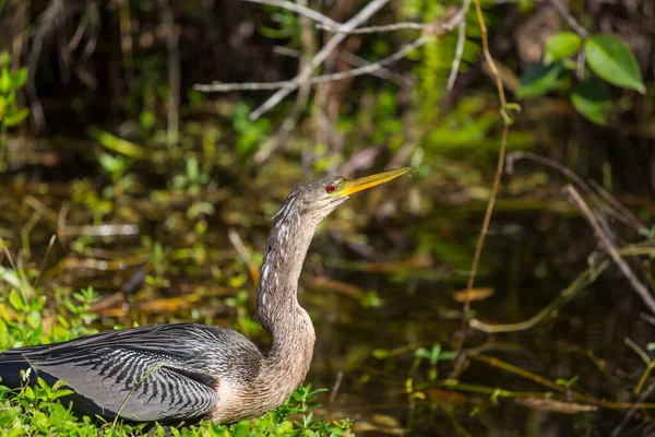 American Anhinga Parque Nacional Everglades Florida Hermosos Animales Salvajes — Foto de Stock