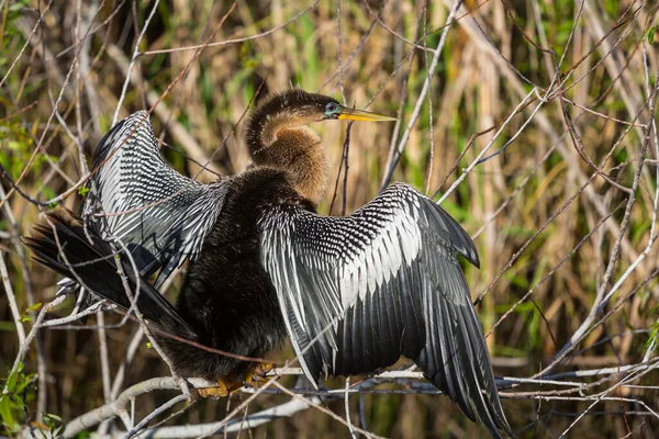 American Anhinga Everglades National Park Floride Beaux Animaux Sauvages — Photo