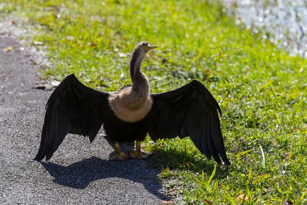 American Anhinga Εθνικό Πάρκο Everglades Φλόριντα Όμορφα Άγρια Ζώα — Φωτογραφία Αρχείου