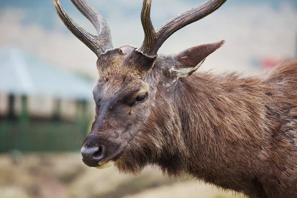 Wild Elk Nature Reserve Sri Lanka — Stockfoto