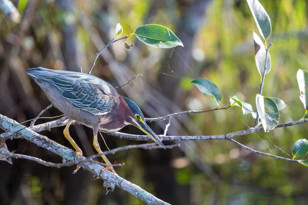 Green Heron Everglades National Park Florida — Fotografia de Stock