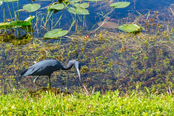 Garza Gris Ardea Cinerea Parque Nacional Everglades Florida —  Fotos de Stock