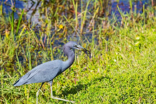 Gri Heron Ardea Cinerea Everglades Ulusal Parkı Florida — Stok fotoğraf