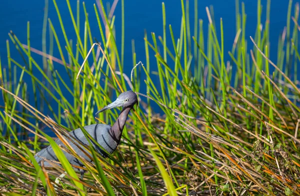 Grey Heron Ardea Cinerea Everglades National Park Florida — Stock Photo, Image