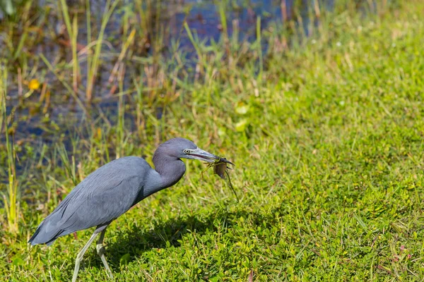 Grey Heron Ardea Cinerea Everglades National Park Florida — Stockfoto