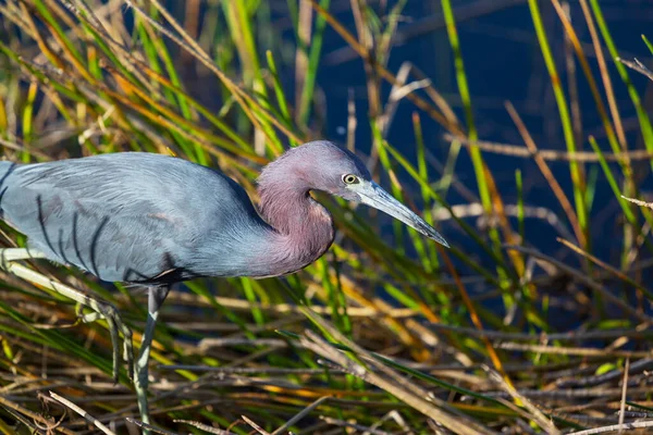 Graureiher Ardea Cinerea Everglades National Park Florida — Stockfoto