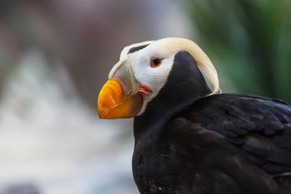 Puffin Com Chifres Fratercula Corniculata Close Shot — Fotografia de Stock