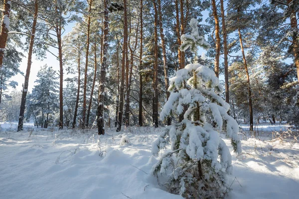 Malowniczy Las Pokryty Śniegiem Sezonie Zimowym Dobre Boże Narodzenie Tło — Zdjęcie stockowe