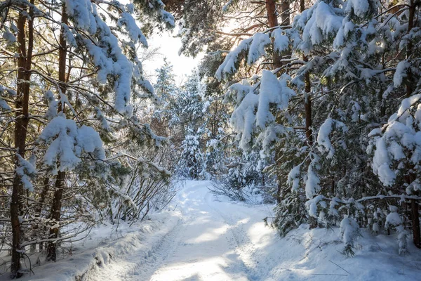 冬の季節には雪に覆われた森 クリスマスの背景に良い — ストック写真