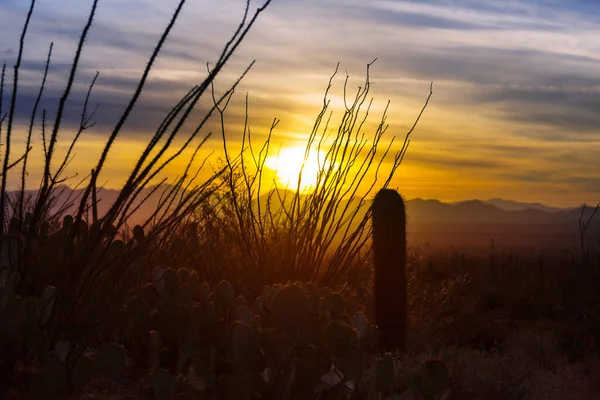 Big Saguaro Cactus Mountains Arizona Usa — Stock Photo, Image