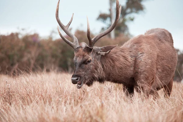 Wapiti Sauvage Dans Réserve Naturelle Sri Lanka — Photo